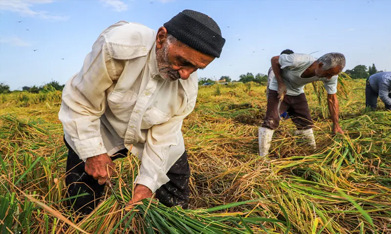 کشاورزان-ایران