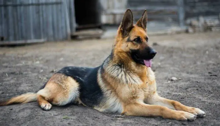 sheperddog.jpg