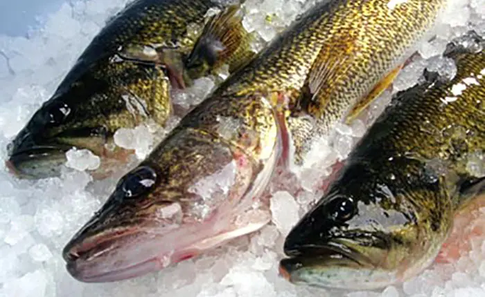 mahi_950530.jpg