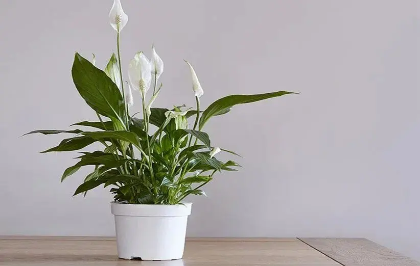 برای خانه خود نفس بخرید؛ نجات از آلودگی با 5 گیاه آپارتمانی 5