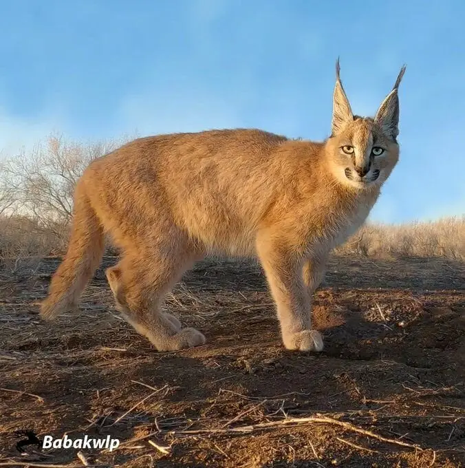 گربه-ایرانی