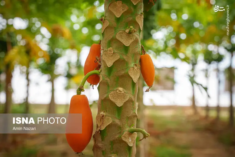 مزایای خوردن پاپایا