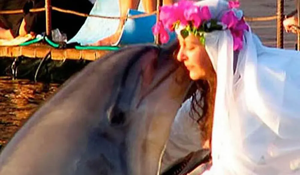 ازدواج-دلفین
