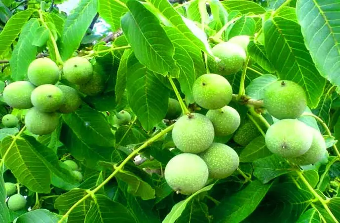 نهال گردو