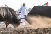 3016510NA110119-BULLFIGHT-FUJAIRAH-05