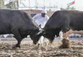 3016506NA110119-BULLFIGHT-FUJAIRAH-05