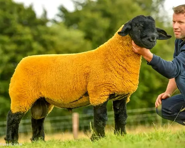 گوسفند-ایرلندی۱