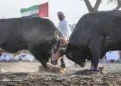 3016509NA110119-BULLFIGHT-FUJAIRAH-05