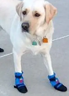 pet2.jpg