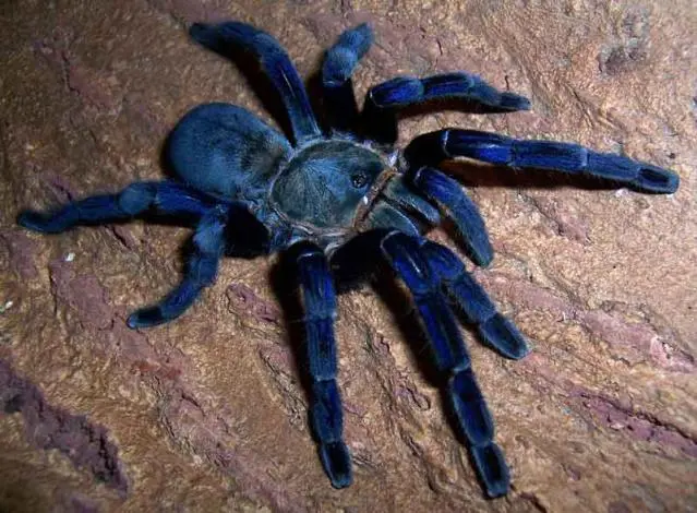 TarantulaBlueCobalt.jpg