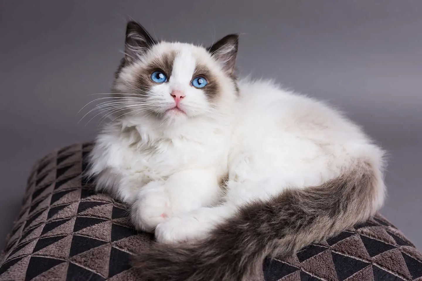 رگدال
