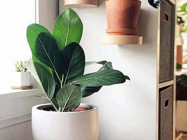 برای خانه خود نفس بخرید؛ نجات از آلودگی با 5 گیاه آپارتمانی 4
