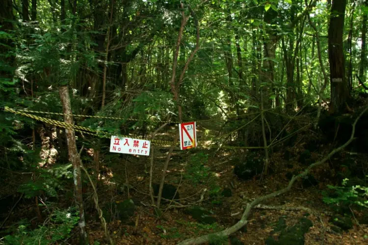 جنگل ژاپن