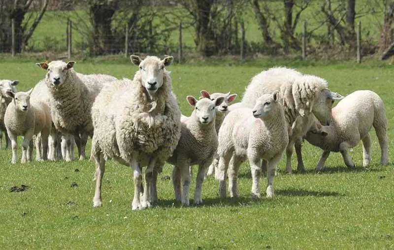گوسفند-دام