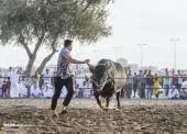 3016508NA110119-BULLFIGHT-FUJAIRAH-05