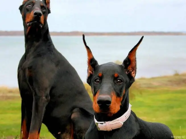 doberman.jpg