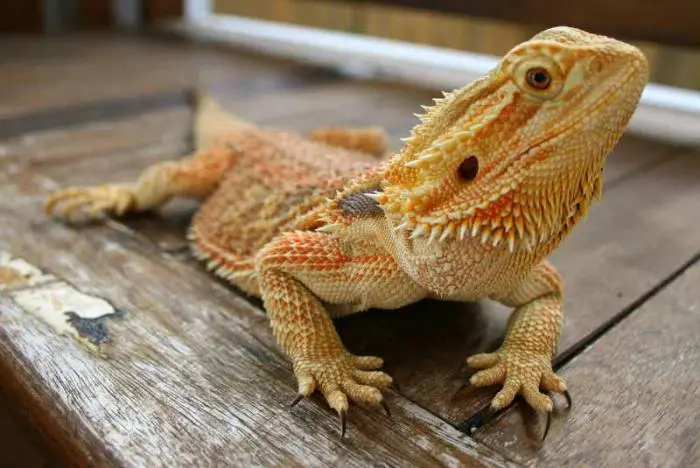 Beardeddragon.jpg