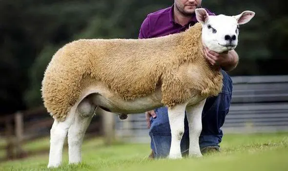 DolanSheep2.jpg