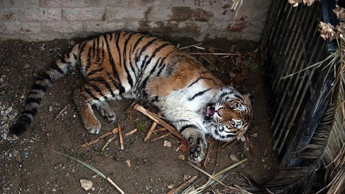 Tigers.jpeg