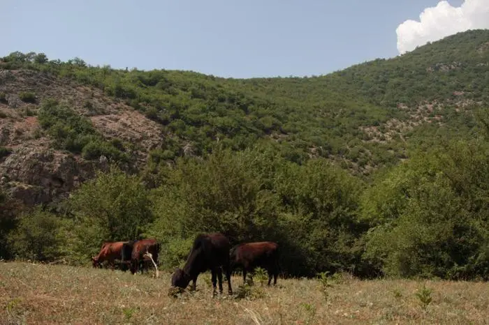gavha3.jpg