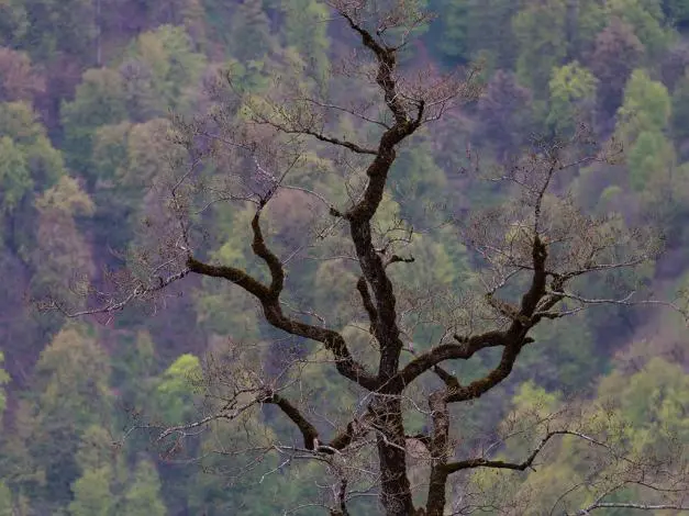olasbelangah1.jpg