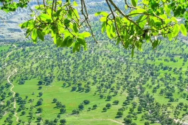 جنگل-بلوط