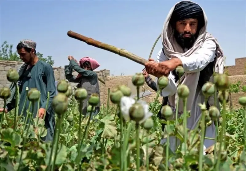 پرونده کشت خشخاش در ایران دوباره باز شد 2