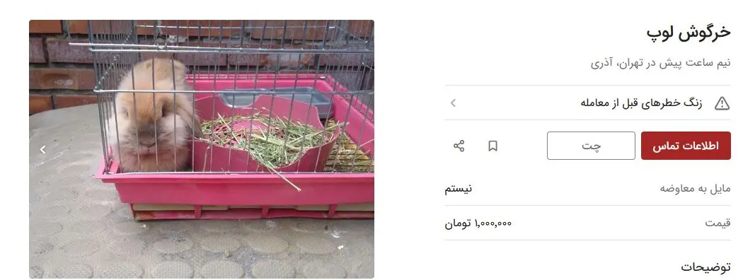 قیمت خرگوش گوشتی / صادرات این حیوان رونق دارد 4