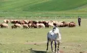 MOQAN3