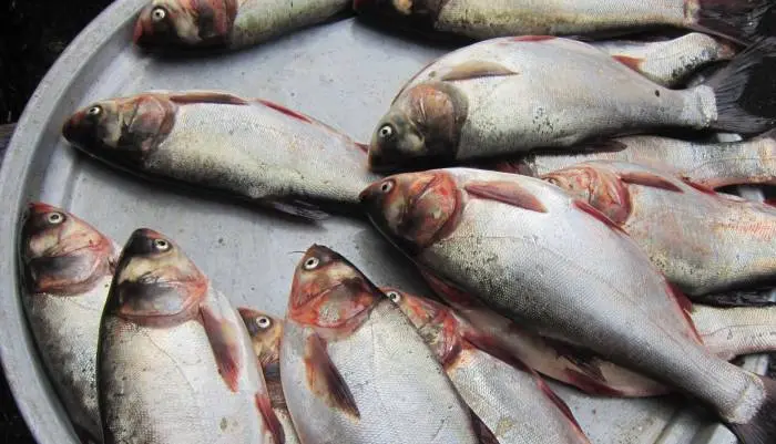 MAHI4.jpg