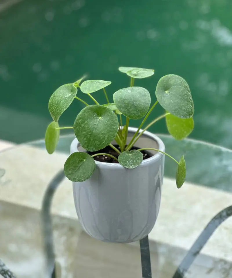پول-چینی