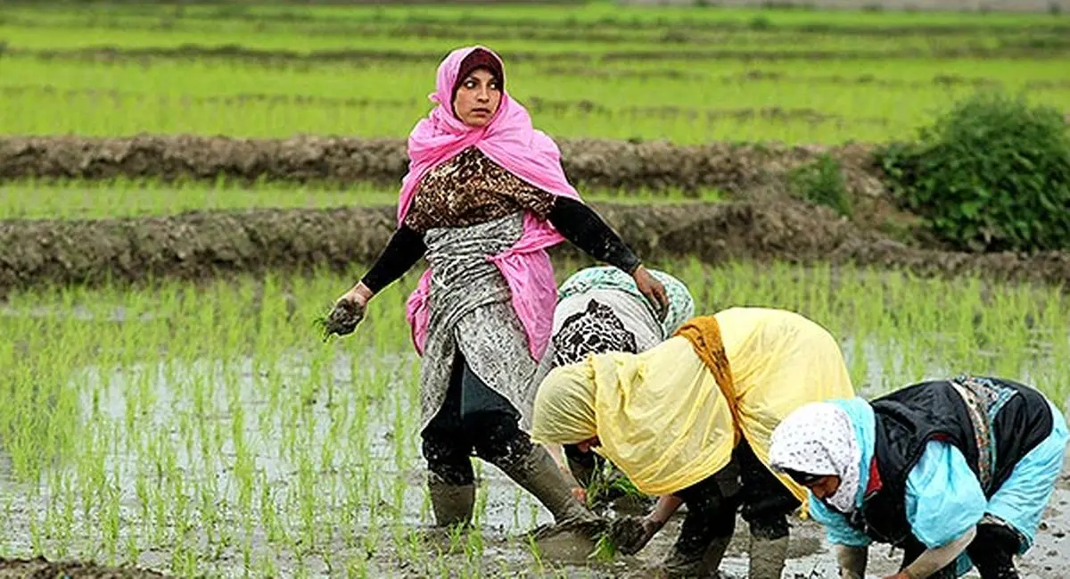 قیمت برنج رسماً کاهشی می شود 2