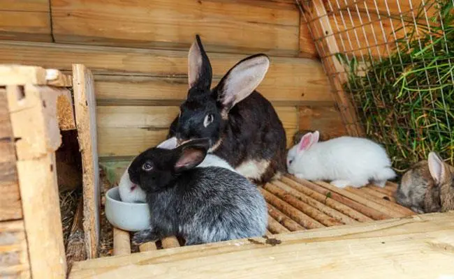 خرگوش-پرورش