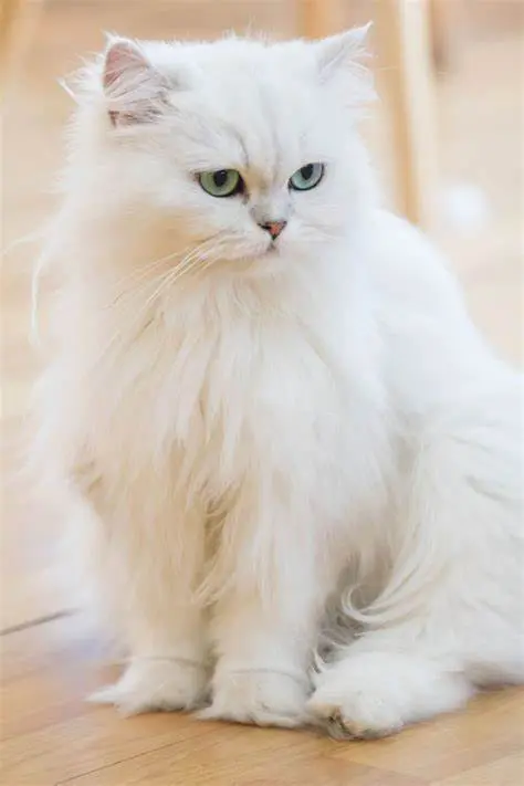 پرشین