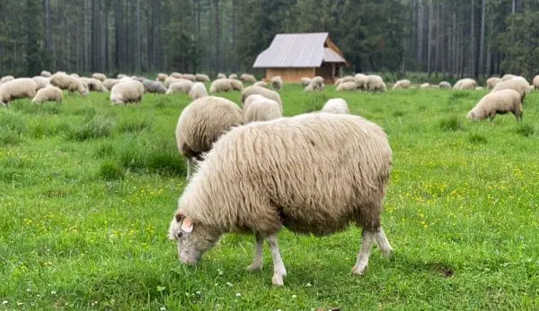 خرید-گوسفند۳