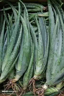 2994442270A0003-1600x1200