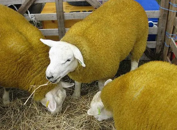 DolanSheep.jpg