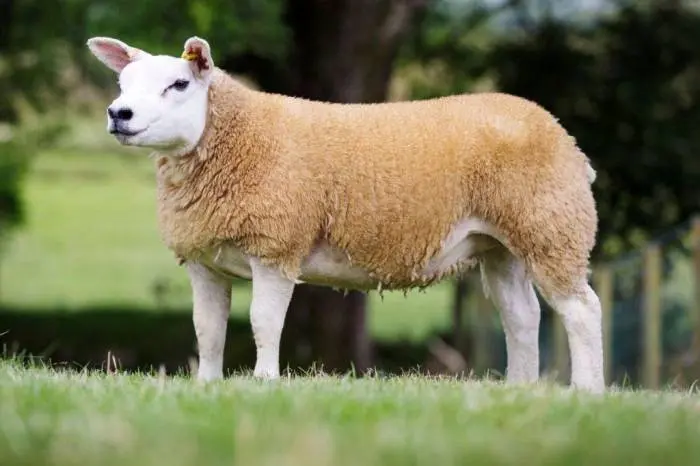 DolanSheep1.jpg