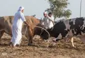 3016503NA110119-BULLFIGHT-FUJAIRAH-05