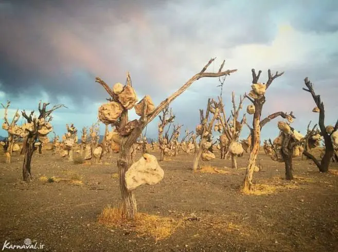BAQSANGI2.jpg