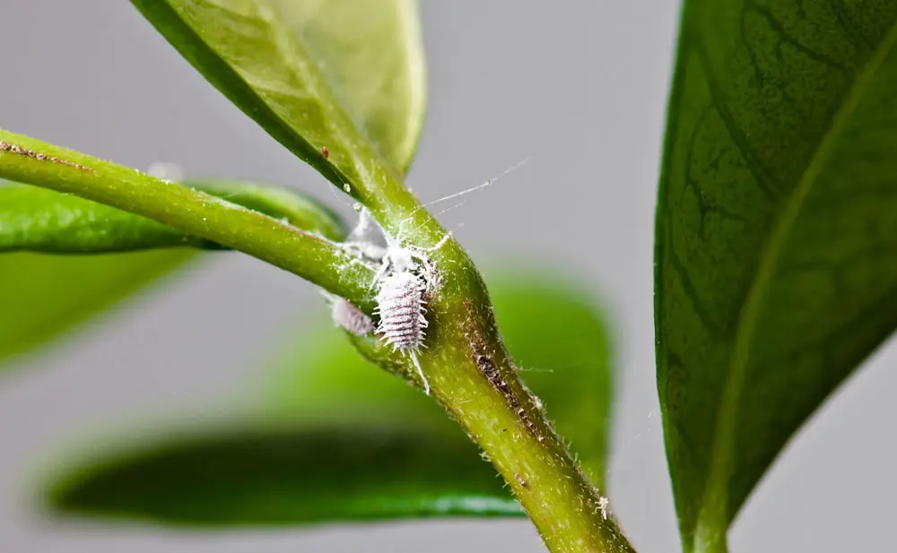 نکات مراقبت از گیاهان آپارتمانی برای مبتدیان 3