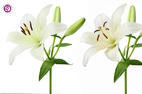 راهنمای جامع تشخیص گل تازه از گل کهنه: چطور فریب نخوریم؟ 2