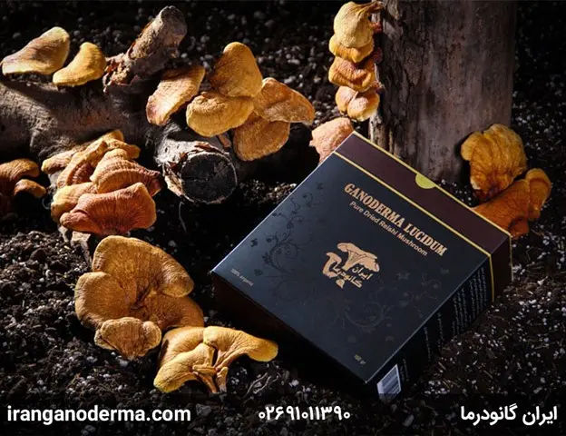 معرفی قارچ گانودرما و خواص آن 
