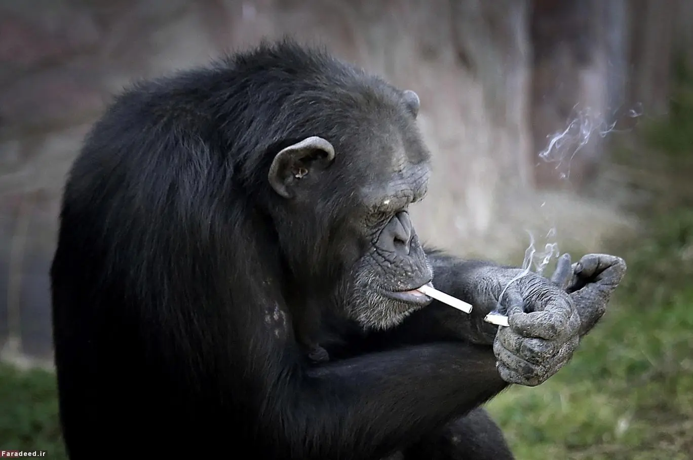 میمون سیگاری