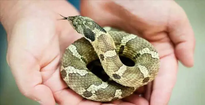 Snakeapet.jpg