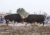 3016511NA110119-BULLFIGHT-FUJAIRAH-05