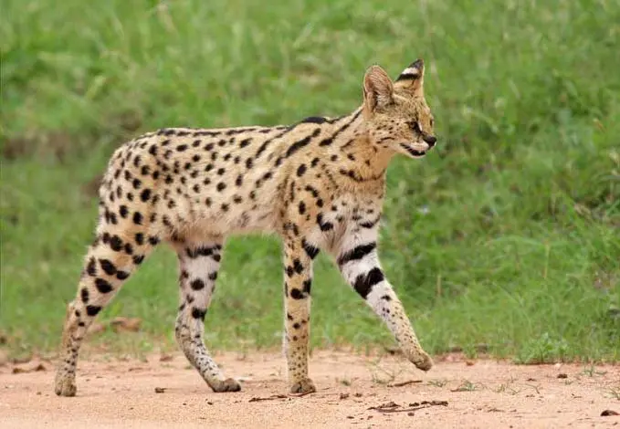 Servalwild.jpg