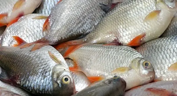 mahi.jpg