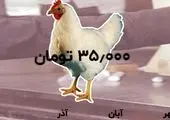 پشت پرده‌های تلخ انحصار خرید مرغ در دست دلالان/ فیلم