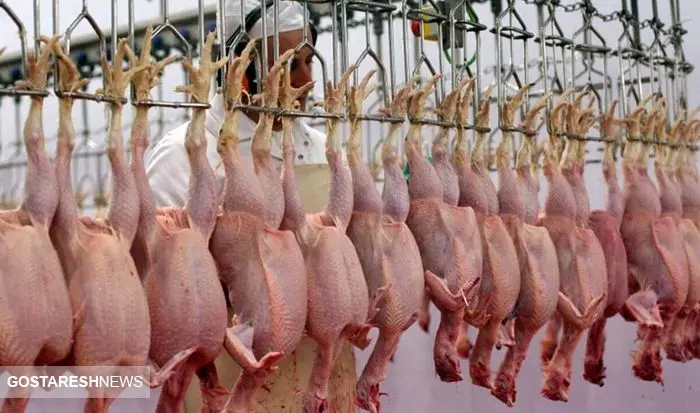 رکورد تولید مرغ / صادرات نیاز به منابع ندارد و ارزآور است